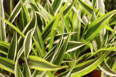 Dracaena Lemon Lime Care: Tips On Growing & Nurturing the Dragon Tree