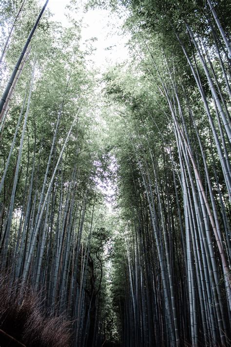 Japan Kyoto Arashiyama Bamboo Forest - natalie’s photography