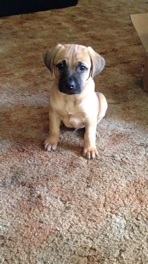 25 best Black Mouth Cur images on Pinterest | Black mouth cur, Black mouth cur puppies and Dog ...