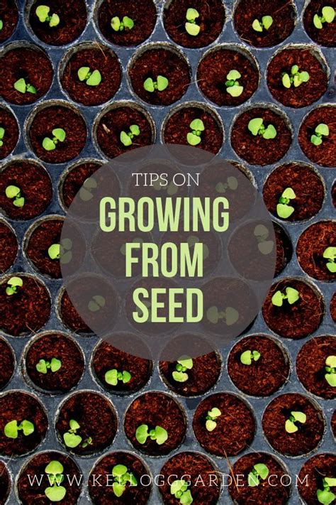 Growing from seed – Artofit