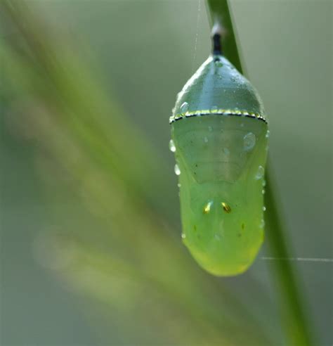 cocoon of monarch butterfly 1st stage. | Butterfly cocoon, Cocoon ...