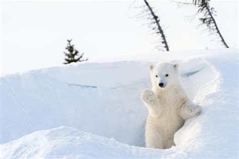 Polar Bears - world celebrates international polar bear day for ...