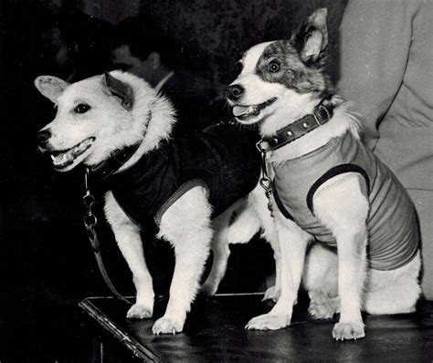 Belka and Strelka: Soviet Space Dogs