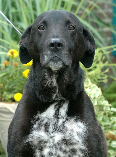 Lucky, the english setter/black lab mix | Black lab mix, Lab mix, Dog mom