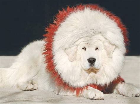 Pin on Tibetan Mastiffs