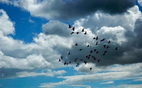 Birds fly on the sky through the clouds - HD wallpaper