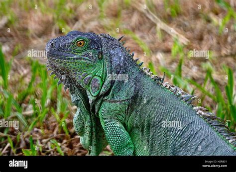 female Green Iguana Stock Photo - Alamy