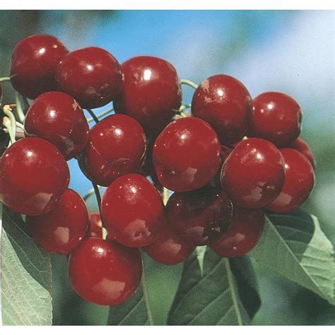 6.23-Gallon Bing Dwarf Cherry Tree (L4383) at Lowes.com