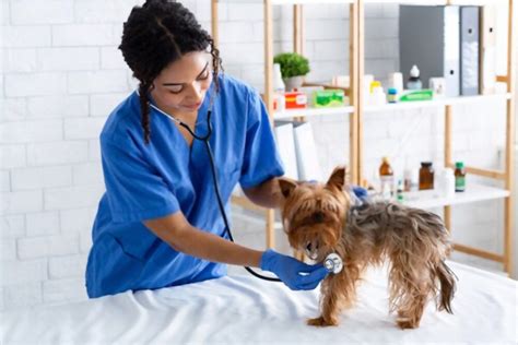 How to Become a Veterinarian - Degrees & Careers