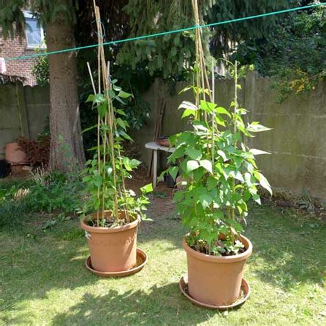 Beans in pots - Diary of a Brussels Kitchen Garden