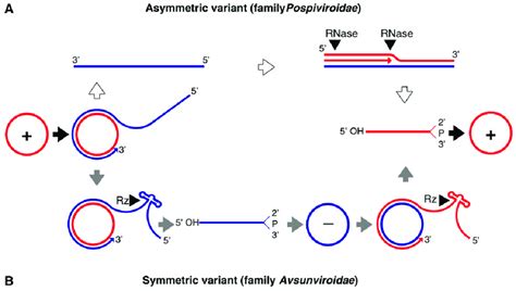 Rolling circle replication (RCR) in the Pospiviroidae and the ...