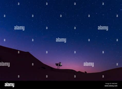 night sky in dubai desert with tree and stars Stock Photo - Alamy