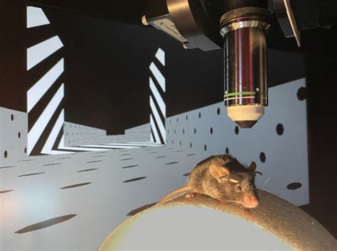 Virtual reality for mice | eLife Science Digests | eLife