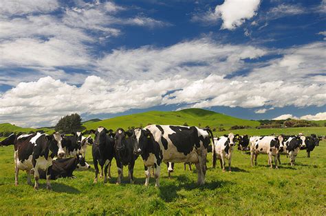 New Zealand gets its first net zero carbon emissions dairy farm - Dairy ...