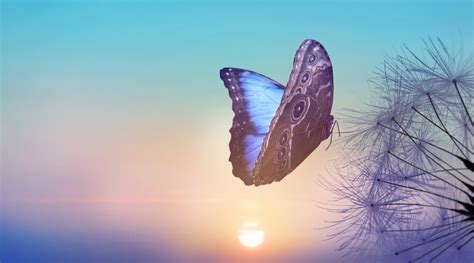 Blue Butterfly Meaning: What Do Blue Butterflies Symbolize? | Color ...