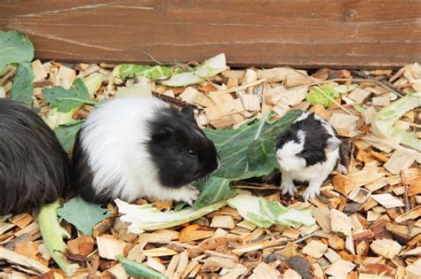 Silkie Guinea Pig (2024 Comprehensive Care Guide)