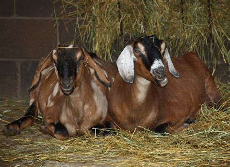 File:Nubian Goat 002.jpg - Wikimedia Commons