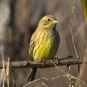 Yellowhammer Facts - Yellowhammer Information : Twootz.com