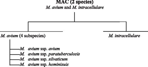 Mycobacterium bovis | Semantic Scholar