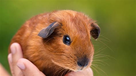 Guinea Pig | San Diego Zoo Animals & Plants