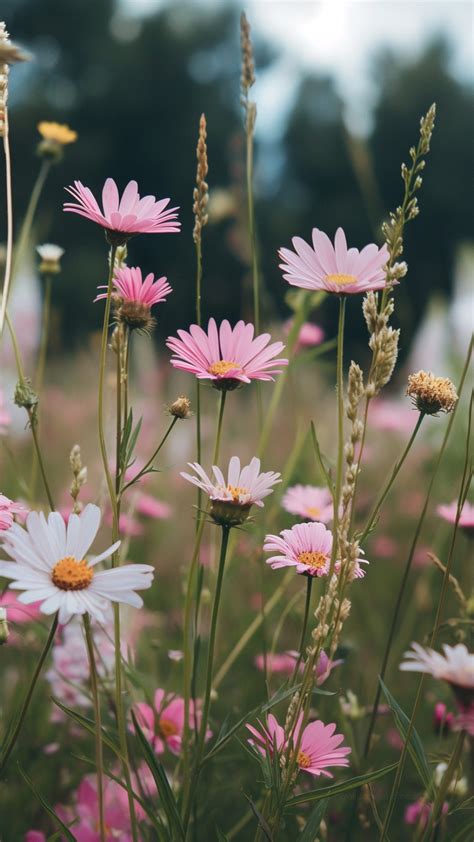 Wildflowers Wallpaper - HD, 4k wallpaper, Nature #3931