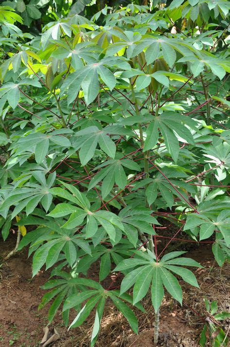 PLANTA TÓXICA Manihot utilissima, mandioca-brava (cassava, TOXIC PLANT) | Maniocs | Plantation