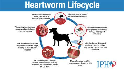 Can Heartworms Cause Anemia In Dogs