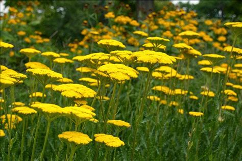 50 YARROW CLOTH of GOLD Achillea / Deer Resistant Hardy | Etsy