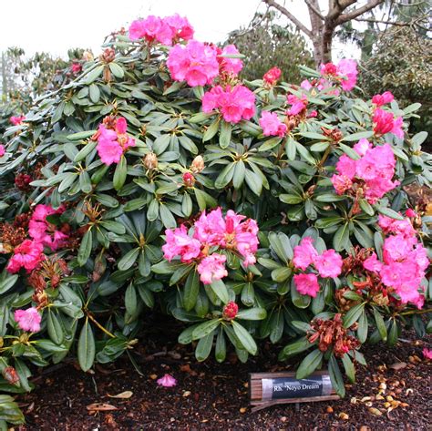 Bulletproof Rhododendrons: Rhodies for Sea Coast Wind and Other Tough ...