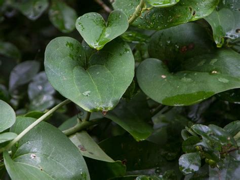 Greenbrier Plant Control - Tips On Getting Rid Of Greenbrier Weeds