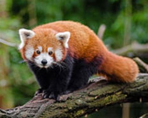 Red Panda | Red panda cute, Red panda, Fluffy animals