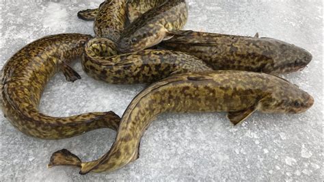 Burbot, Eelpout, Lawyer --- Catch, Clean, Cook, Eat!!! - YouTube