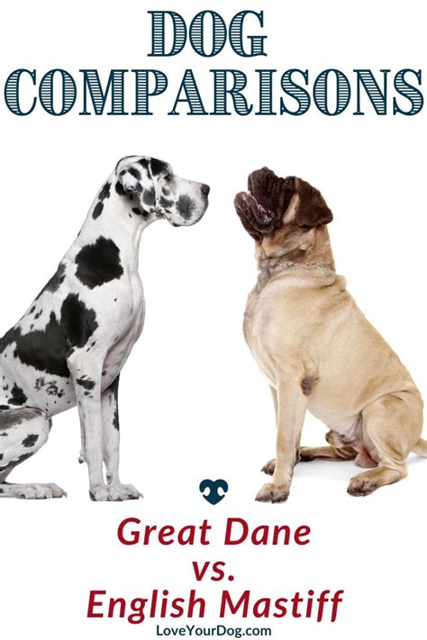 Great Dane vs. English Mastiff: Breed Differences & Similarities [Video] [Video] in 2021 ...