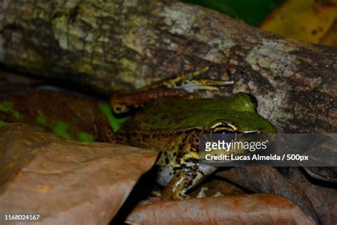 Amazon River Frog Fotografías e imágenes de stock - Getty Images