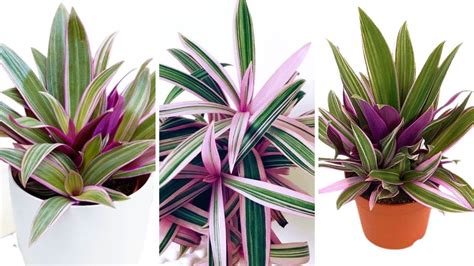 Tradescantia Spathacea propagation | Rhoeo Plant Care and Grow | Oyster ...