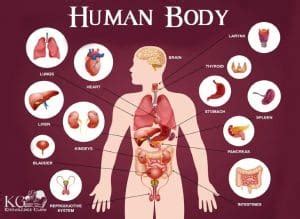 Human Body - Anatomy and Physiology of Human Body | Diagram of the ...