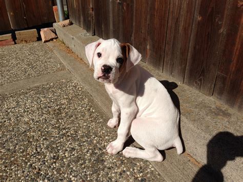 White boxer puppy | Boxer puppies, Boxer puppy, White boxer puppies