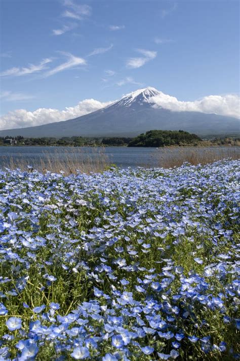 Mount Fuji and Flower Bed in Oishi Park at Kawaguchiko, Japan Editorial Photo - Image of journey ...