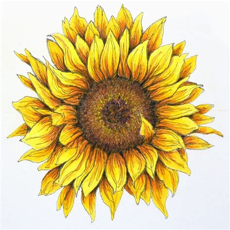 Sunflower in pen and colored pencil | Sunflower drawing, Sunflower artwork, Sunflower art