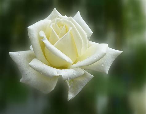 Descubre el significado e historia de las rosas blancas