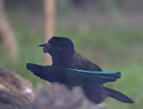 Pictures and information on Superb Bird-of-paradise