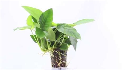 Anubias nana - a slow growing aquarium plant - YouTube