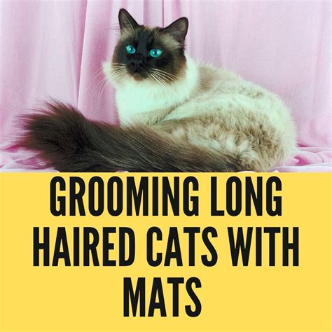 Grooming Long Haired Cats with Mats - Birman Cats Guide