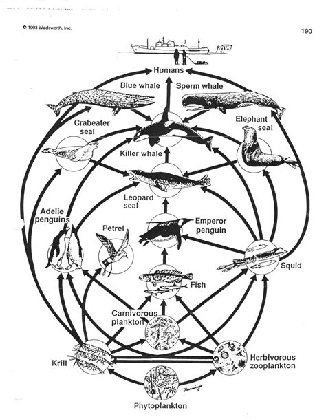 Simplified Antarctic Food Web - Worksheet - Monday, May 27, 2019 | Food web, Food web worksheet ...
