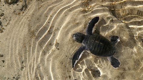 Every turtle featured in harrowing Planet Earth II segment was saved | BBC Earth