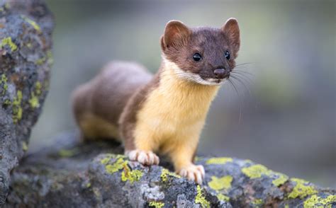 This long tailed weasel surprised me while I was photographing pikas ...