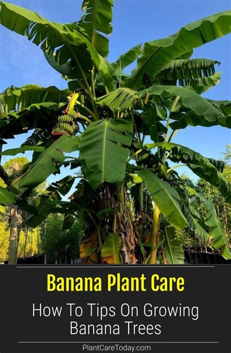 How To Grow and Care For Banana Tree Plant