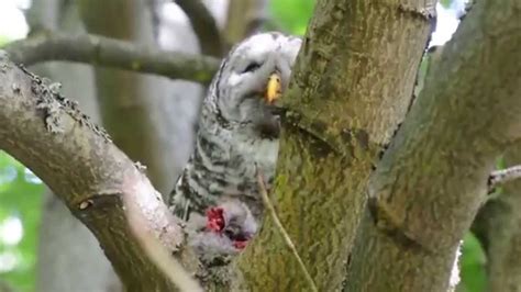 Barred Owl eating a rabbit # 1 - YouTube