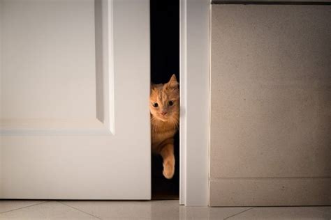 Is Your Cat a Door Dasher? Tips and Solutions