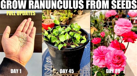 How To Grow Ranunculus From Seeds | SEED TO FLOWER - YouTube